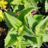 MONARDA 'BEE LIEVE kak2