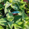 MONARDA 'BEE LIEVE kak