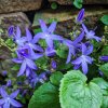 CAMPANULA POSCHARSKYANA 'LAGOON BLUE_ist