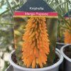 KNIPHOFIA 'MANGO POPSICLE' (FAKĽOVKA)_kak1