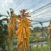 KNIPHOFIA 'MANGO POPSICLE' (FAKĽOVKA)_kak2