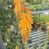 KNIPHOFIA 'MANGO POPSICLE' (FAKĽOVKA)_kak3