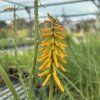 KNIPHOFIA 'MANGO POPSICLE' (FAKĽOVKA)_kak4