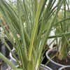 KNIPHOFIA 'MANGO POPSICLE' (FAKĽOVKA)_kak5