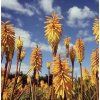 KNIPHOFIA 'MANGO POPSICLE' (FAKĽOVKA)_istock