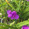 TRADESCANTIA 'BARBEL' kak2