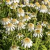 ECHINACEA 'MILKSHAKE'_istock