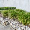 CAREX MORROWII 'IRISH GREEN'_istock