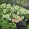 ASTRANTIA 'SPARKLING STARS WHITE' KAK1