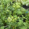 ASTRANTIA 'SPARKLING STARS WHITE' KAK2