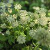 ASTRANTIA 'SPARKLING STARS WHITE' kak1