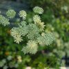 ASTRANTIA 'SPARKLING STARS WHITE' kak2