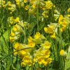 PRIMULA VERIS 'CABRILLO' IST1