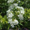 PHLOX PANICULATA 'EARLY® WHITE' kak1