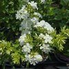 PHLOX PANICULATA 'EARLY® WHITE' kak2