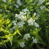PHLOX PANICULATA 'EARLY® WHITE' kak3