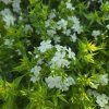 PHLOX PANICULATA 'EARLY® WHITE' kak4