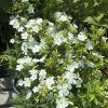 PHLOX PANICULATA 'EARLY® WHITE' kak5