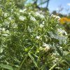 PHLOX PANICULATA 'EARLY® WHITE' kak6