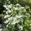 PHLOX PANICULATA 'EARLY® WHITE' kak7