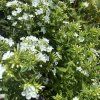 PHLOX PANICULATA 'EARLY® WHITE' kak8
