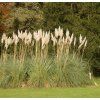 CORTADERIA SELLOANA 'WHITE FEATHER' shutt1