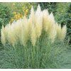 CORTADERIA SELLOANA 'WHITE FEATHER' shutt4