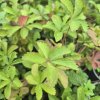 POTENTILLA NEPALENSIS 'MISS WILMOTT - KAK1