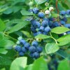 VACCINIUM CORYMBOSUM 'EMBLUE' ist