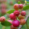 VACCINIUM CORYMBOSUM 'PINK LEMONADE ist
