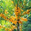 HIPPOPHAE RHAMNOIDES 'FRIESDORFER ORANGE ist