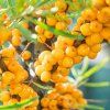 HIPPOPHAE RHAMNOIDES 'FRIESDORFER ORANGE ist1
