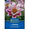 DAHLIA 'FASHION MONGER' kiep