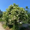 SAMBUCUS NIGRA 'HASCHBERG IST