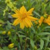 COREOPSIS 'DOUBLE THE SUN' KAK1