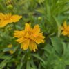 COREOPSIS 'DOUBLE THE SUN' KAK2