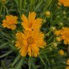 COREOPSIS 'DOUBLE THE SUN kak3