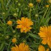 COREOPSIS 'DOUBLE THE SUN' kak4