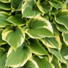 HOSTA 'SCHOOL MOUSE' (FUNKIA)_shutter