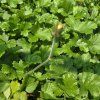 GEUM 'MANGO LASSI' kak1