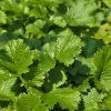 GEUM 'MANGO LASSI' kak2