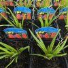 KNIPHOFIA 'ROYAL CASTLE HYBRIDS' kak
