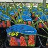 KNIPHOFIA 'ROYAL CASTLE HYBRIDS' kak2