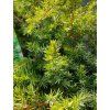 JUNIPERUS CONFERTA 'SCHLAGER' kak