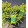 JUNIPERUS CONFERTA 'SCHLAGER' kak1