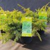 JUNIPERUS CONFERTA 'SCHLAGER' kak2