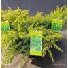 JUNIPERUS CONFERTA 'SCHLAGER' kak´3