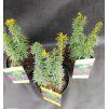 TAXUS BACCATA 'DAVID' kak1
