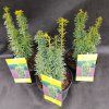 TAXUS BACCATA 'DAVID' kak2