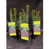 TAXUS BACCATA 'DAVID' kak3